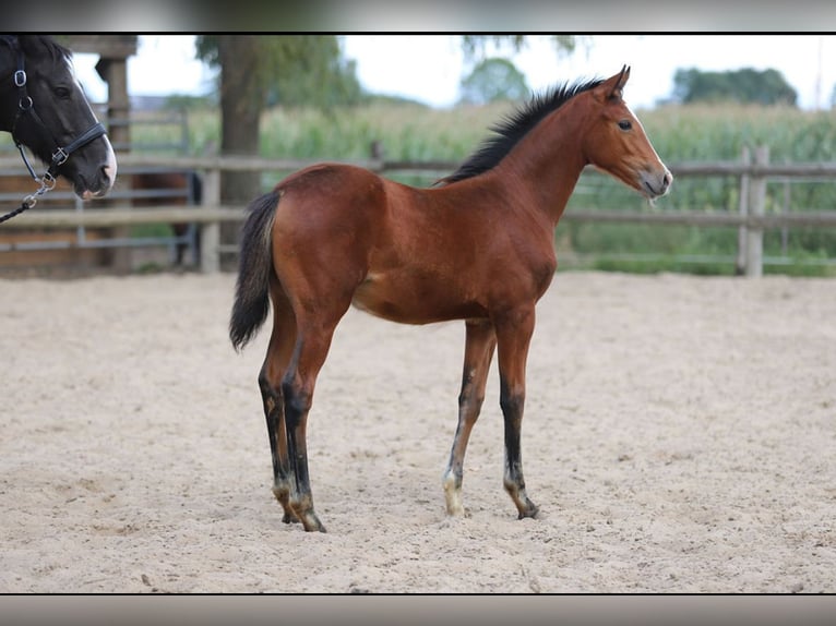 Deutsches Reitpony Stute Fohlen (04/2025) in Merzen