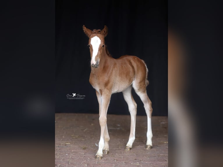 Deutsches Reitpony Stute  in Neuenkirchen-V&#xF6;rden