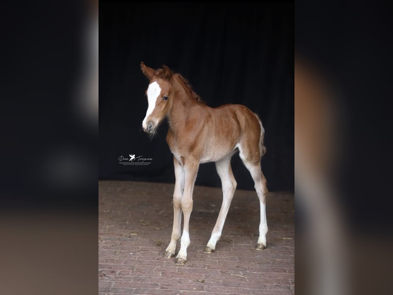 Deutsches Reitpony Stute  in Neuenkirchen-V&#xF6;rden