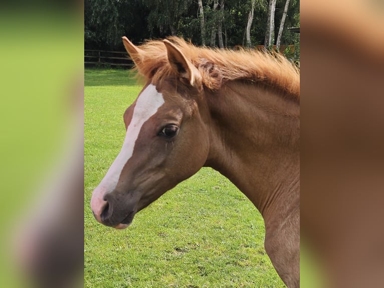 Deutsches Reitpony Stute Fohlen (04/2025) in Bruchhausen-Vilsen