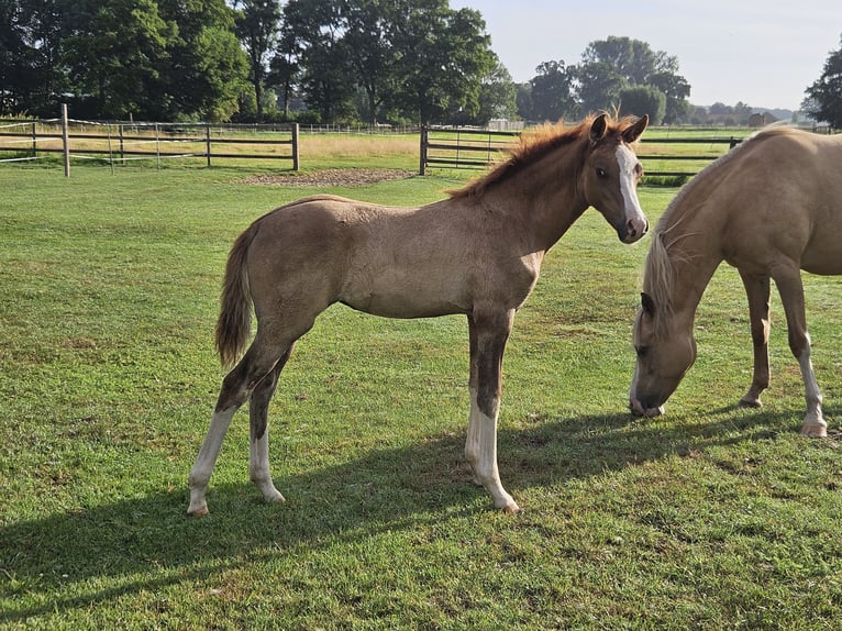 Deutsches Reitpony Stute Fohlen (04/2025) in Bruchhausen-Vilsen
