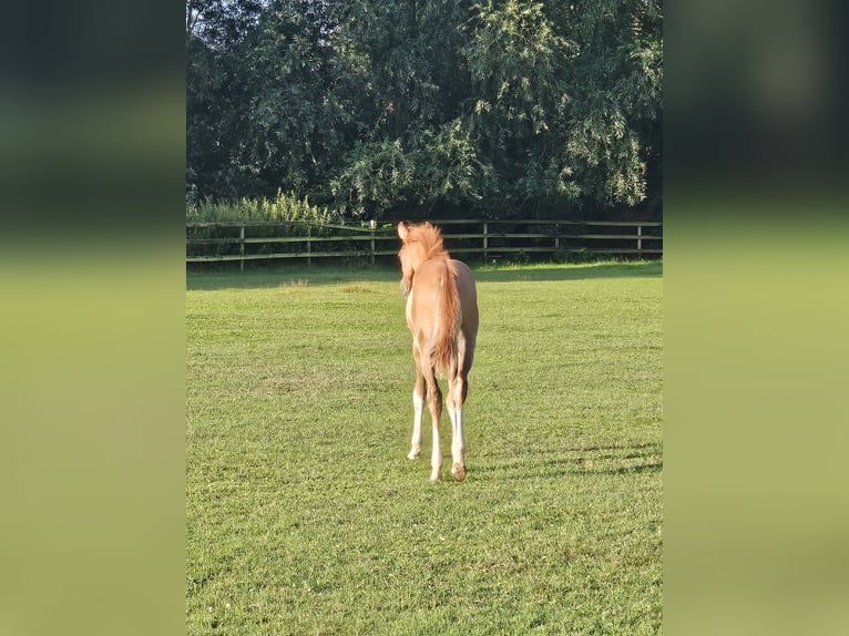 Deutsches Reitpony Stute Fohlen (04/2025) in Bruchhausen-Vilsen