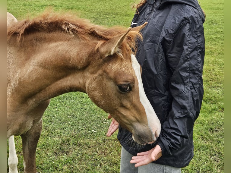 Deutsches Reitpony Stute Fohlen (04/2025) in Bruchhausen-Vilsen