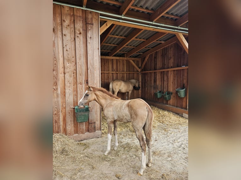Deutsches Reitpony Stute Fohlen (04/2025) in Bruchhausen-Vilsen