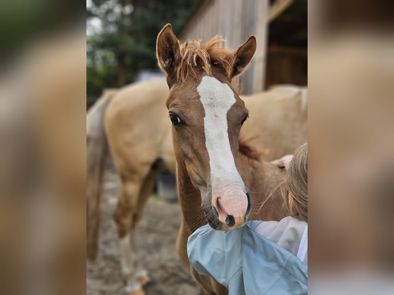 Deutsches Reitpony Stute Fohlen (04/2025) in Bruchhausen-Vilsen
