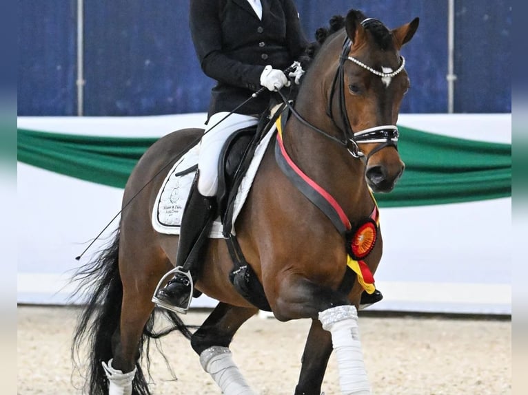 Deutsches Reitpony Stute Fohlen (04/2025) in Bruchhausen-Vilsen