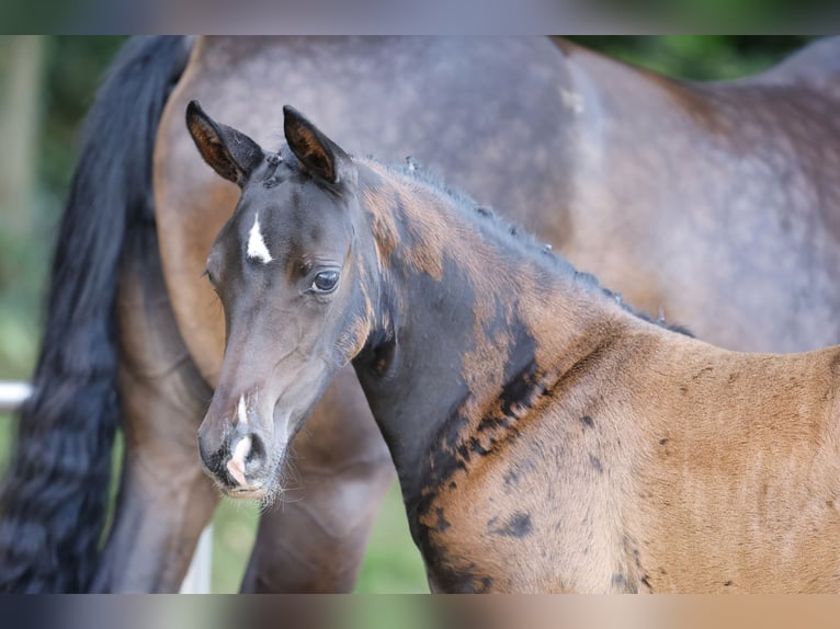 Deutsches Reitpony Stute Fohlen (04/2026) Dunkelbrauner in Eydelstedt
