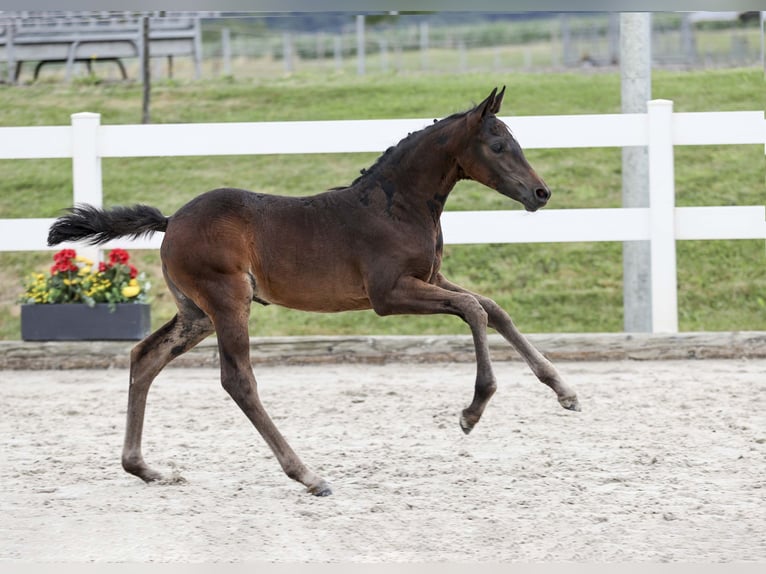 Deutsches Reitpony Stute Fohlen (06/2025) Dunkelbrauner in Gomadingen