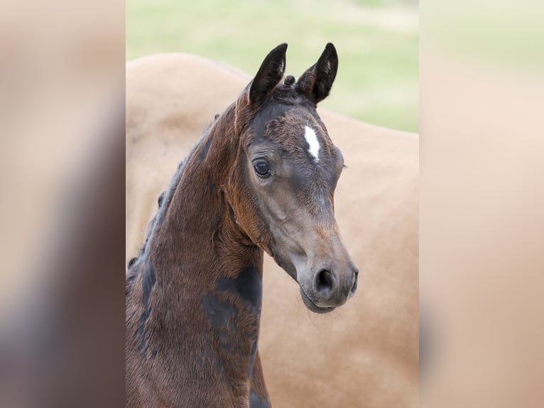 Deutsches Reitpony Stute Fohlen (06/2025) Dunkelbrauner in Gomadingen