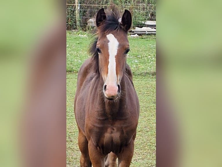 Deutsches Reitpony Stute Fohlen (05/2024) Dunkelbrauner in Granzin