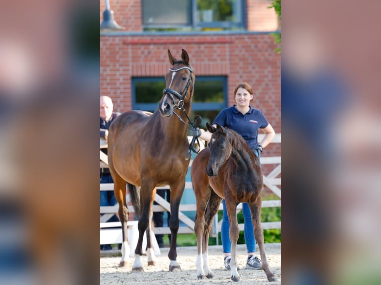Deutsches Reitpony Stute  Dunkelbrauner in Twistringen