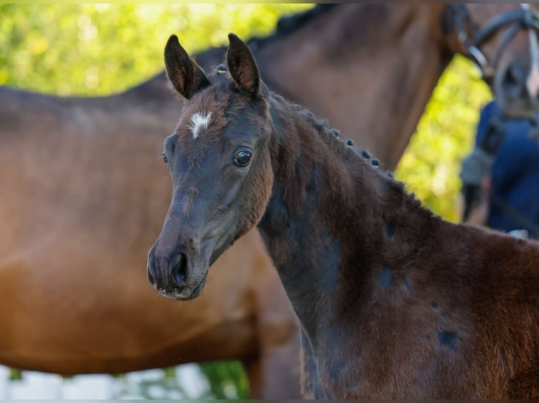Deutsches Reitpony Stute  Dunkelbrauner in Twistringen