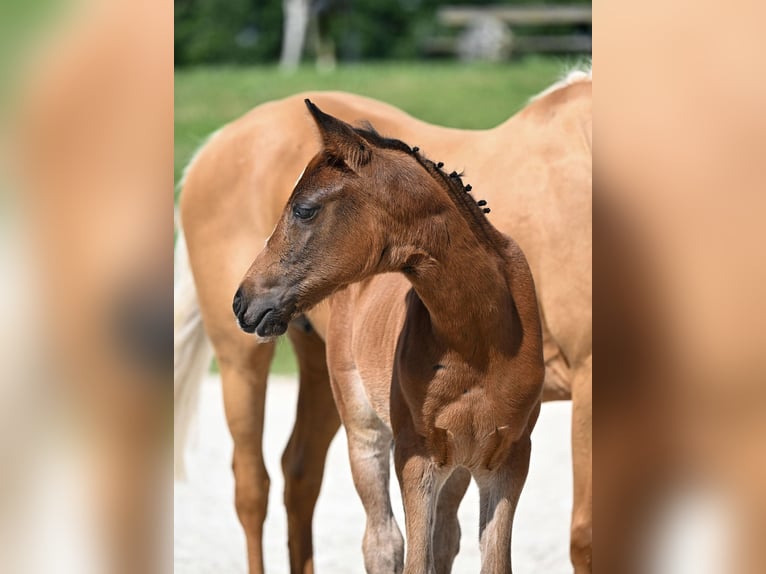 Deutsches Reitpony Stute Fohlen (05/2025) Dunkelbrauner in Zangberg