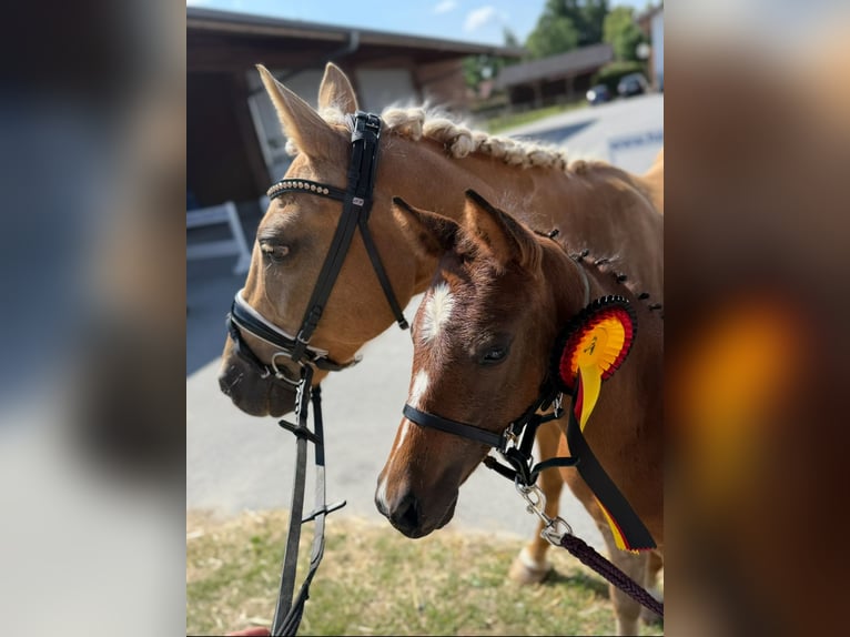 Deutsches Reitpony Stute Fohlen (05/2025) Dunkelbrauner in Zangberg
