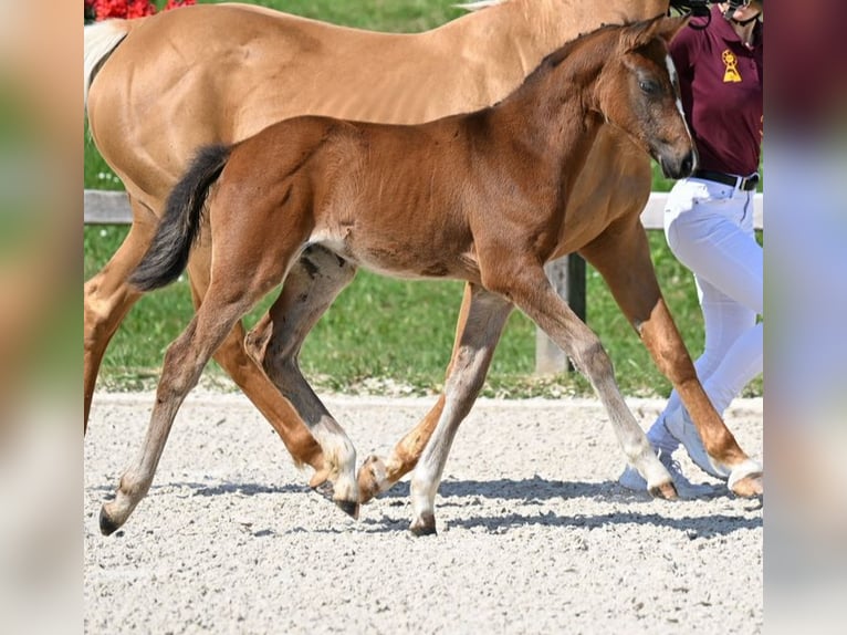 Deutsches Reitpony Stute Fohlen (05/2025) Dunkelbrauner in Zangberg