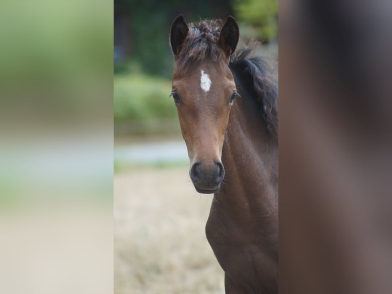 Deutsches Reitpony Stute Fohlen (05/2026) Dunkelbrauner in Neuenkirchen-Vörden