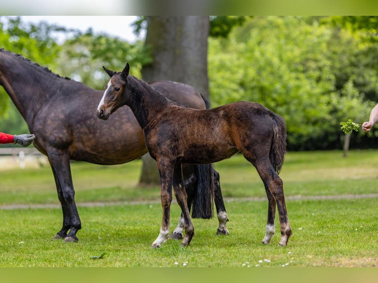 Deutsches Reitpony Stute  Dunkelbrauner in Schildwolde