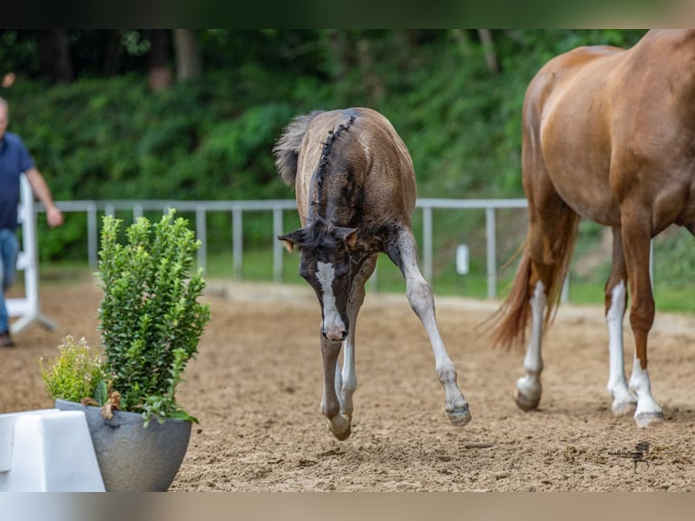 Deutsches Reitpony Stute Fohlen (05/2025) Dunkelbrauner in Surwold