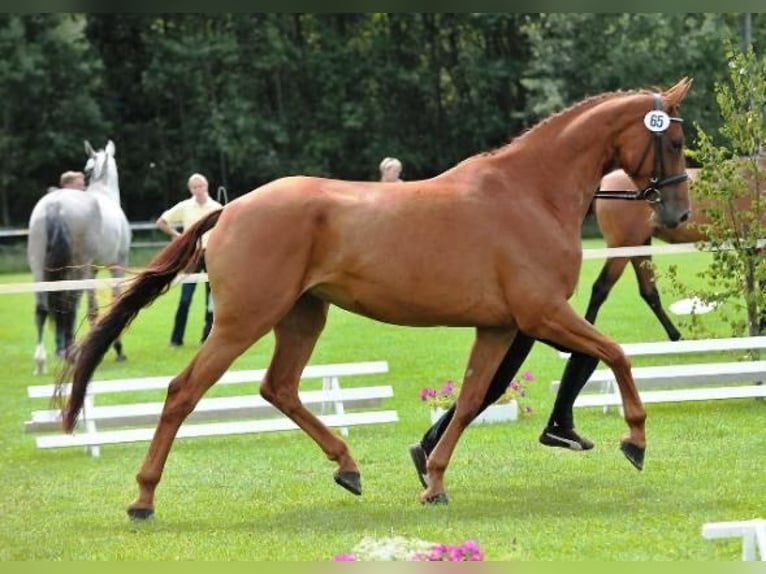 Deutsches Reitpony Stute Fohlen (05/2025) Dunkelbrauner in Surwold