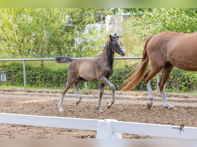 Deutsches Reitpony Stute Fohlen (05/2025) Dunkelbrauner in Surwold