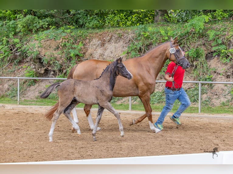 Deutsches Reitpony Stute Fohlen (05/2025) Dunkelbrauner in Surwold