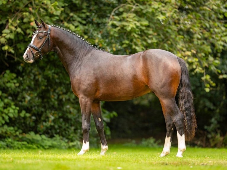 Deutsches Reitpony Stute Fohlen (05/2025) Dunkelbrauner in Surwold
