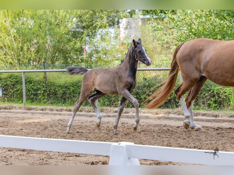 Deutsches Reitpony Stute Fohlen (05/2025) Dunkelbrauner in Surwold