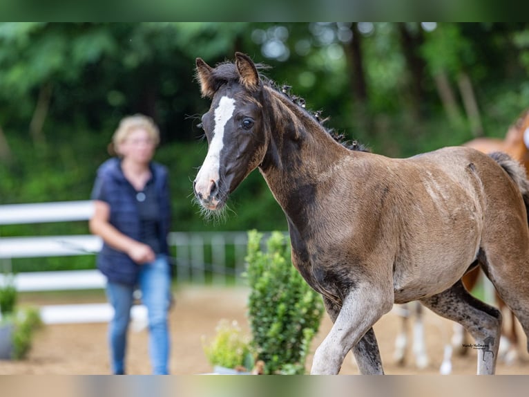 Deutsches Reitpony Stute Fohlen (05/2025) Dunkelbrauner in Surwold