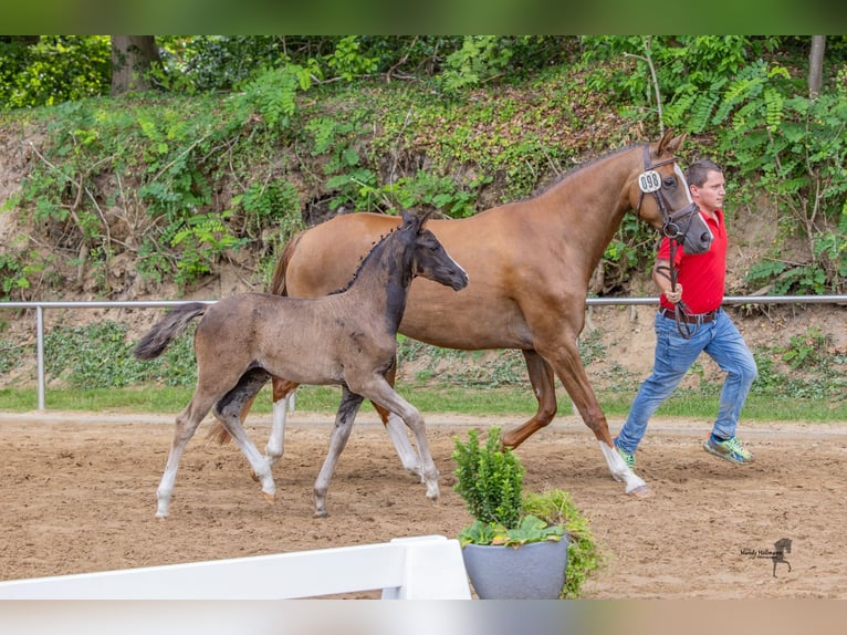 Deutsches Reitpony Stute Fohlen (05/2025) Dunkelbrauner in Surwold