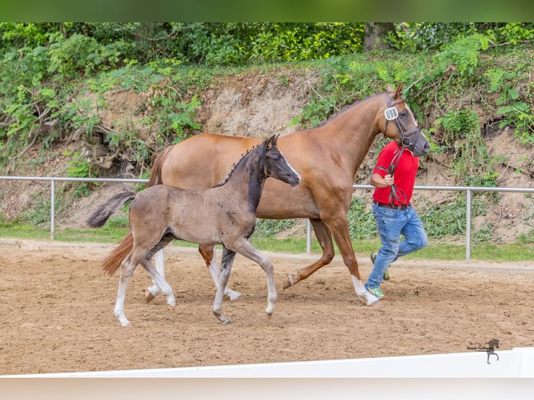 Deutsches Reitpony Stute Fohlen (05/2025) Dunkelbrauner in Surwold