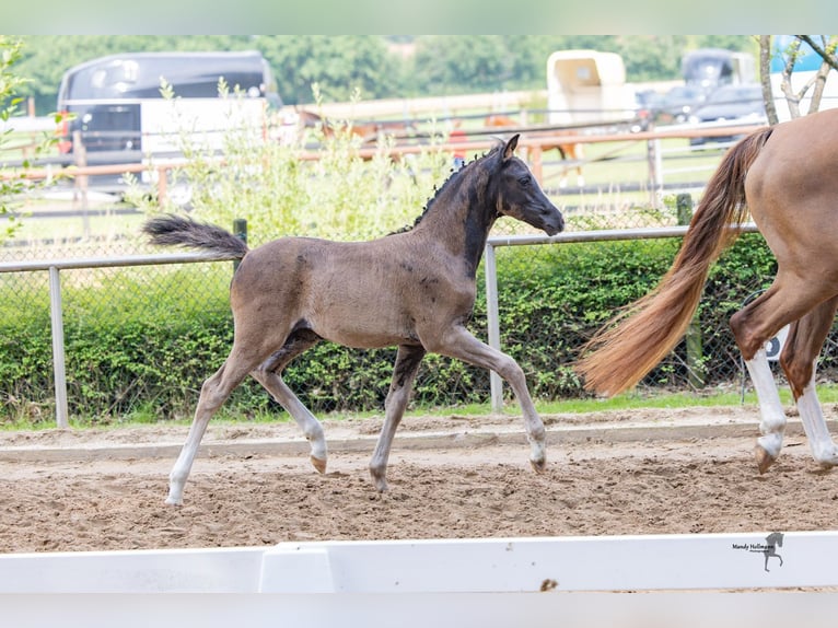 Deutsches Reitpony Stute Fohlen (05/2025) Dunkelbrauner in Surwold
