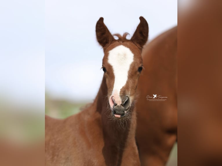 Deutsches Reitpony Stute  Dunkelfuchs in Neuenkirchen-V&#xF6;rden