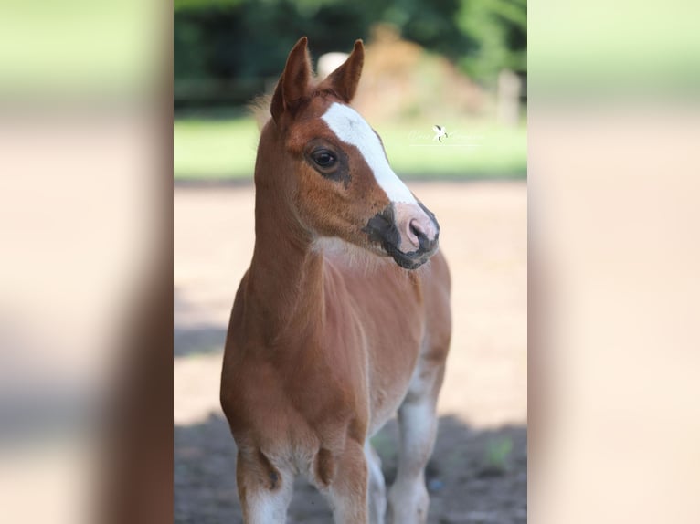 Deutsches Reitpony Stute  Dunkelfuchs in Neuenkirchen-V&#xF6;rden