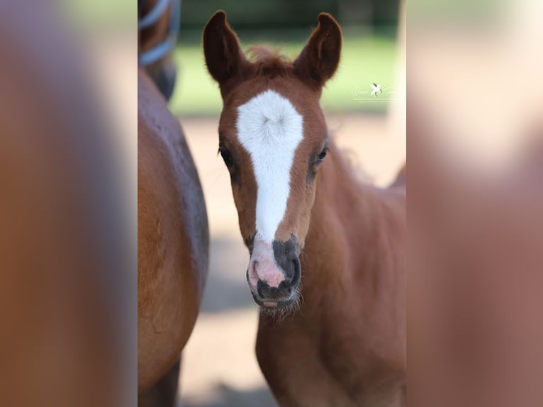 Deutsches Reitpony Stute  Dunkelfuchs in Neuenkirchen-V&#xF6;rden