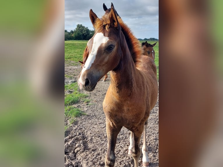 Deutsches Reitpony Stute Fohlen (05/2025) Dunkelfuchs in Butjadingen