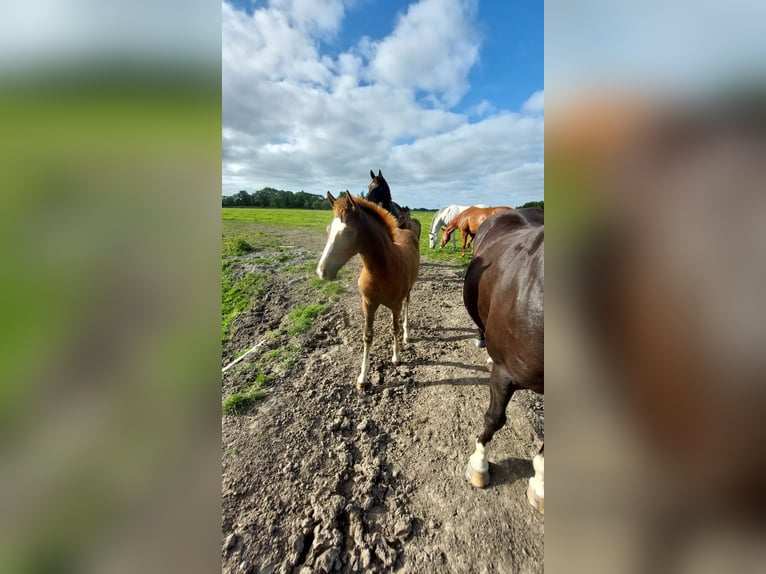 Deutsches Reitpony Stute Fohlen (05/2025) Dunkelfuchs in Butjadingen