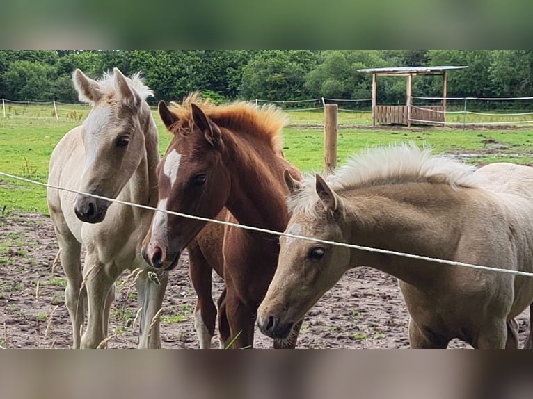 Deutsches Reitpony Stute  Dunkelfuchs in Borgdorf-Seedorf