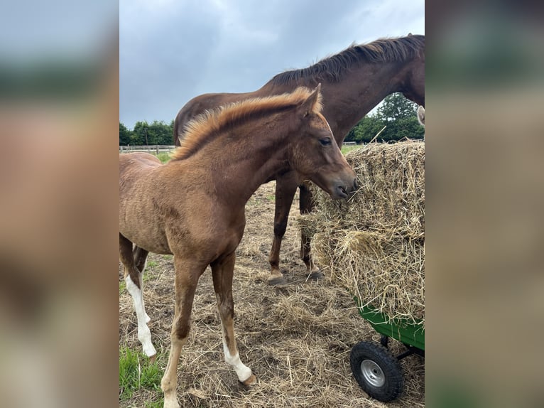 Deutsches Reitpony Stute  Dunkelfuchs in Borgdorf-Seedorf