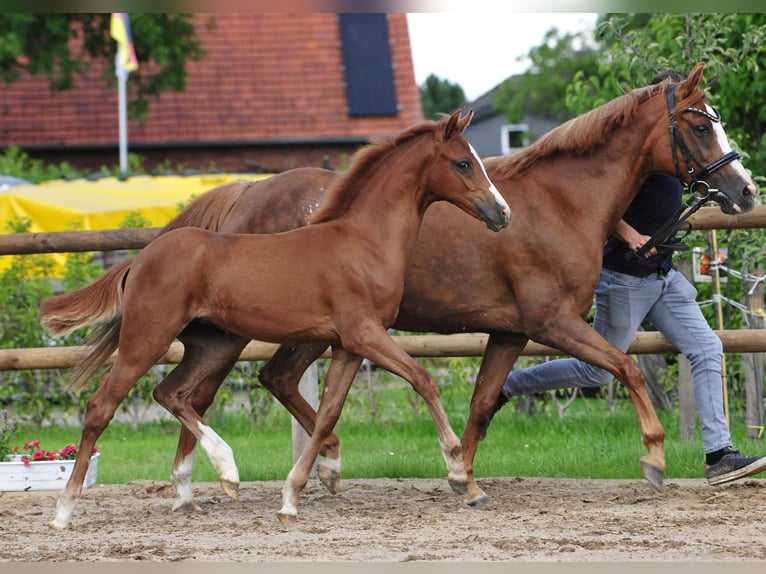 Deutsches Reitpony Stute  Dunkelfuchs in Drebber