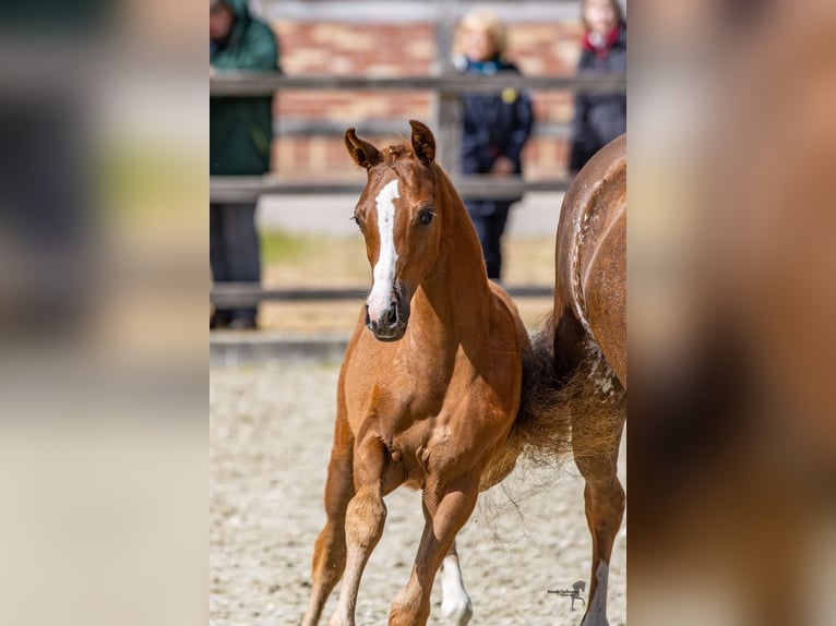 Deutsches Reitpony Stute  Dunkelfuchs in Drebber