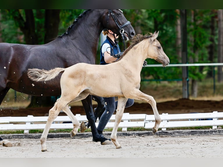 Deutsches Reitpony Stute Fohlen (05/2025) Falbe in Isernhagen