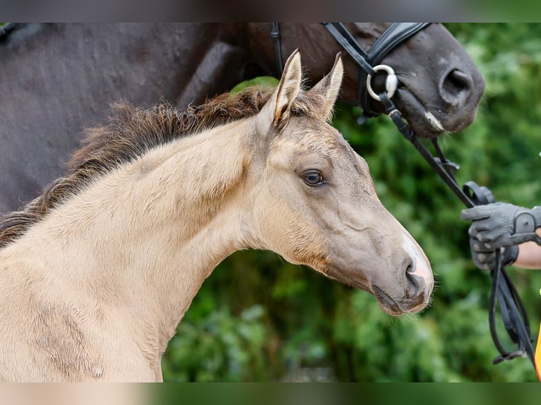 Deutsches Reitpony Stute Fohlen (05/2025) Falbe in Isernhagen