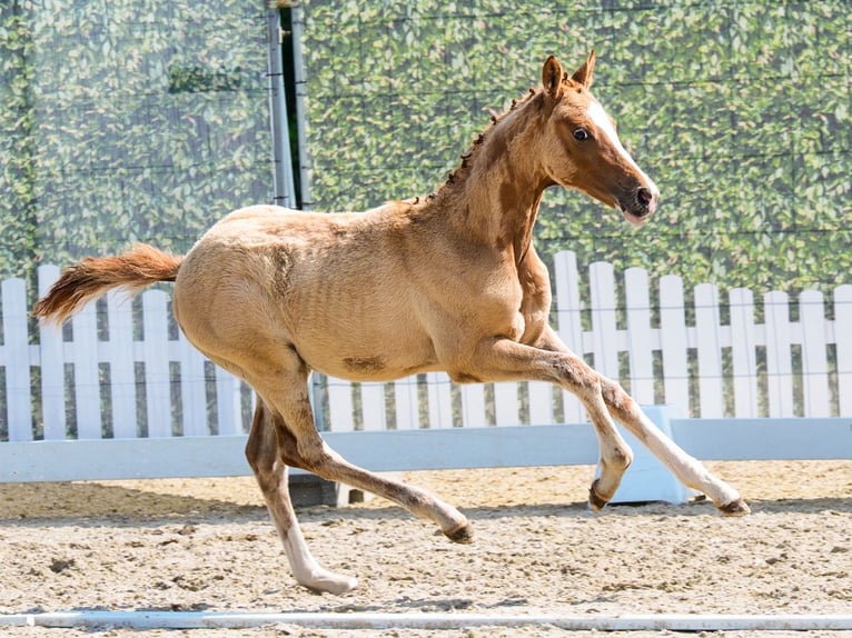 Deutsches Reitpony Stute Fohlen (03/2026) Falbe in Mnster-Handorf