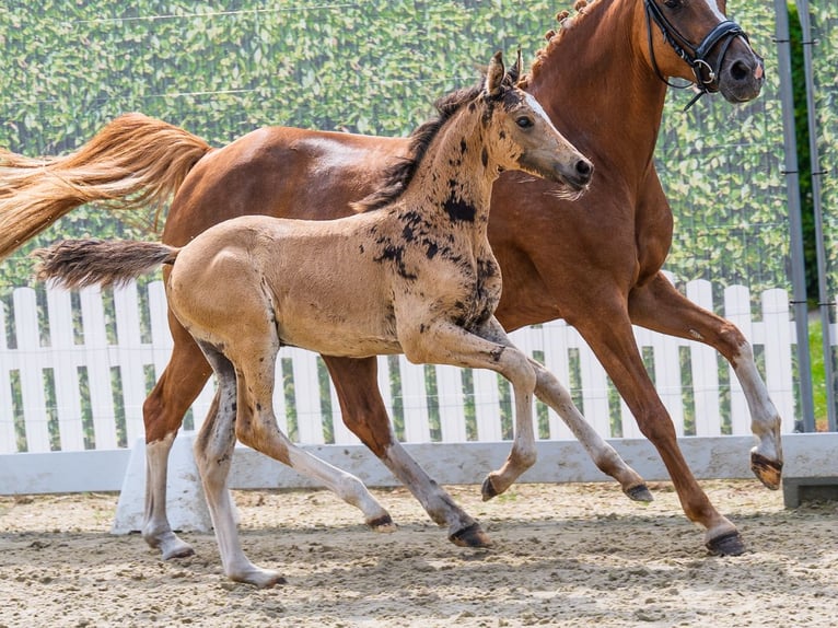 Deutsches Reitpony Stute Fohlen (05/2026) Falbe in Mnster-Handorf