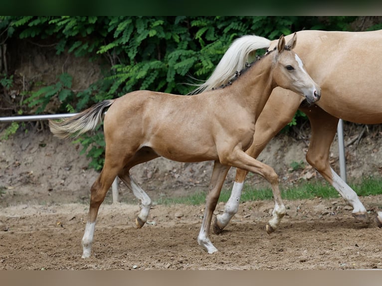 Deutsches Reitpony Stute Fohlen (04/2026) Falbe in Twistringen
