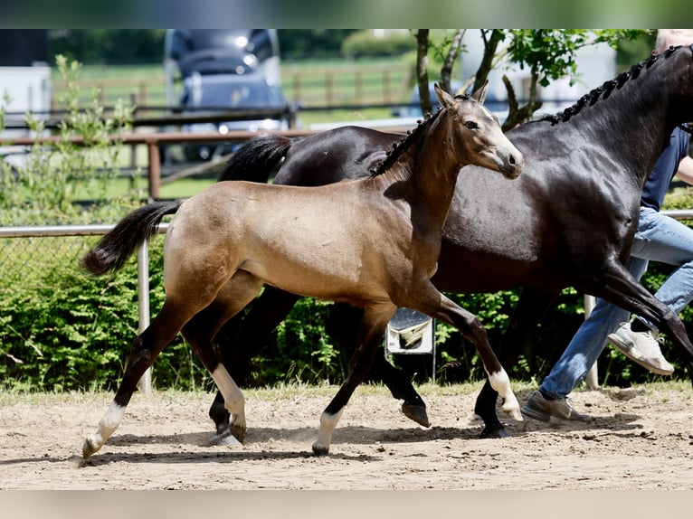 Deutsches Reitpony Stute Fohlen (01/2026) Falbe in Varel