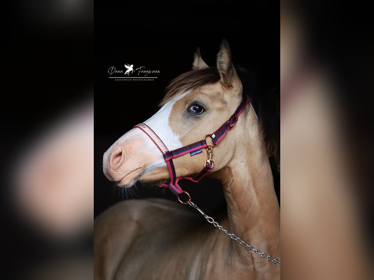 Deutsches Reitpony Stute Fohlen (02/2024) Falbe in Neuenkirchen-Vörden