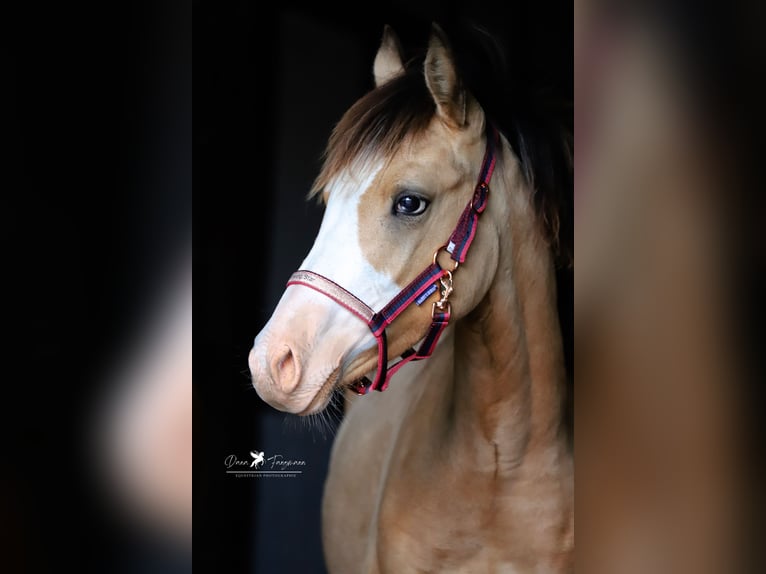 Deutsches Reitpony Stute Fohlen (02/2024) Falbe in Neuenkirchen-Vörden