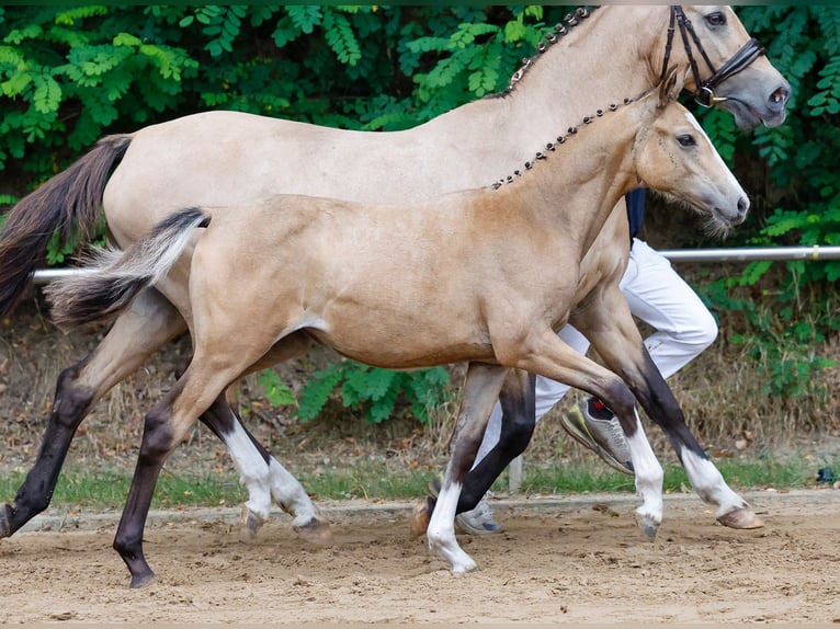 Deutsches Reitpony Stute Fohlen (04/2024) Falbe in Wardenburg