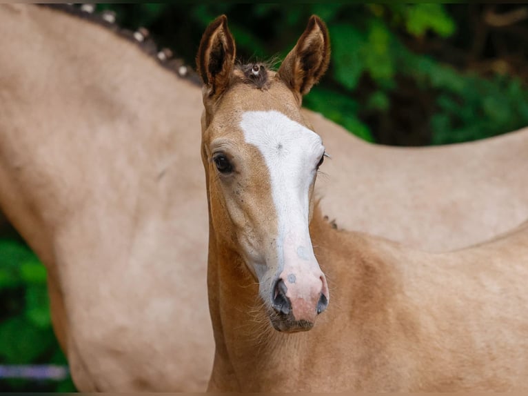 Deutsches Reitpony Stute Fohlen (04/2024) Falbe in Wardenburg